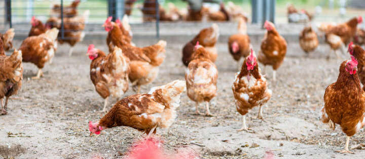 Aktuelle Themen Landwirtschaft Stallhygiene Vitalitaet Banner